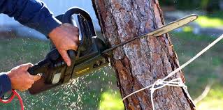 Trusted Henderson, TN Tree Care Services Experts