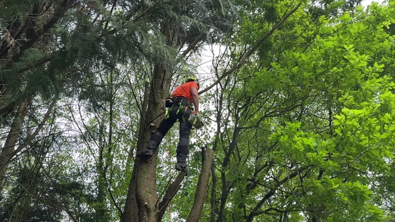 Best Tree Removal  in Henderson, TN